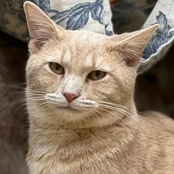 Enlarge Broomstick, a Adoptable mixed breed in Olean, NY image 3/3