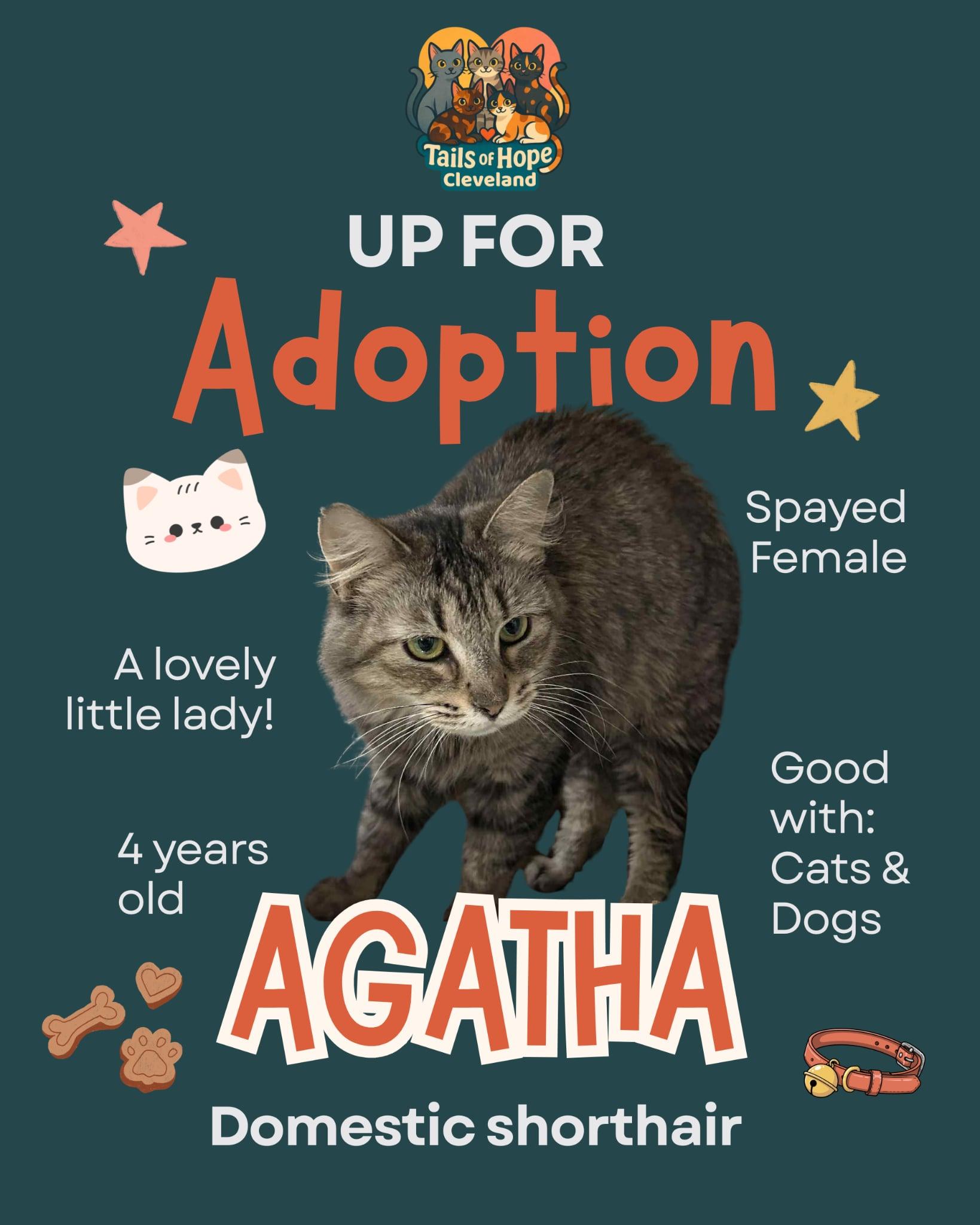Agatha , ADOPTABLE, Adult Female Domestic Medium Hair.