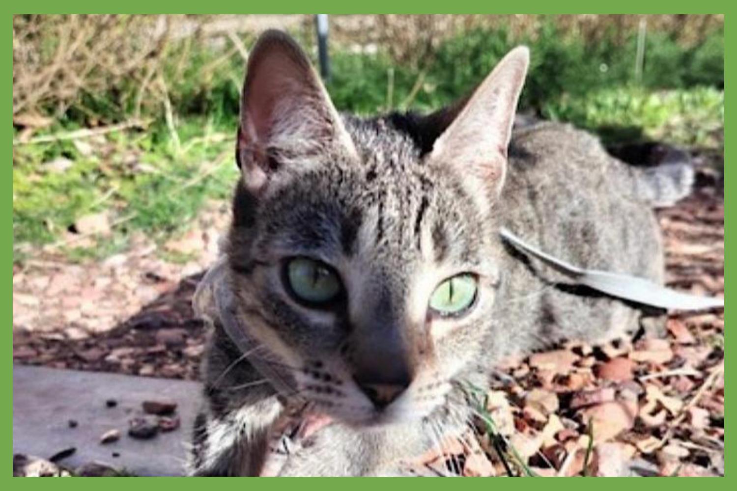 Easter Bunny — thumbnail 2