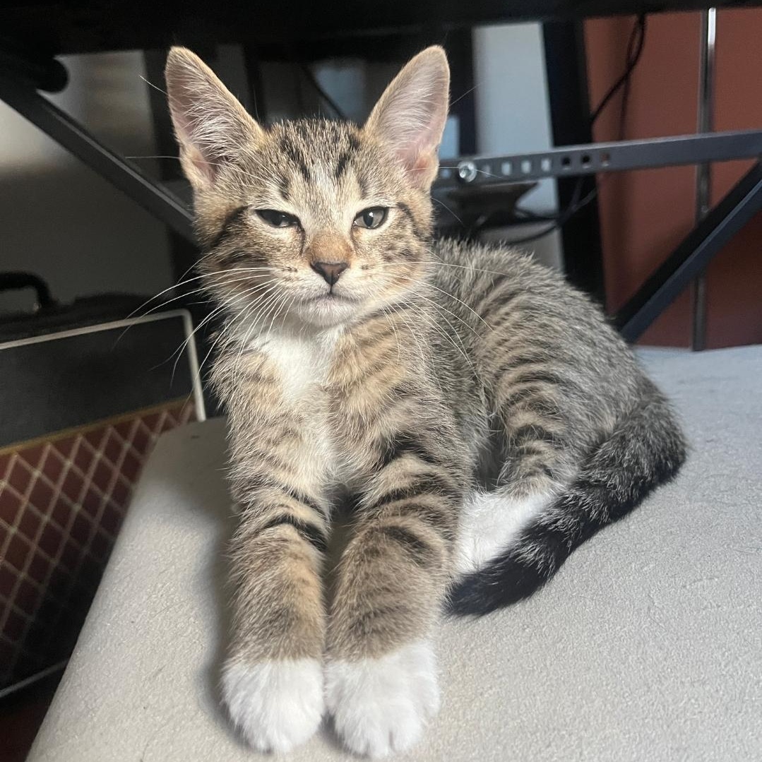 Kel (bonded with Kenan), ADOPTABLE, Kitten Female Domestic Short Hair.