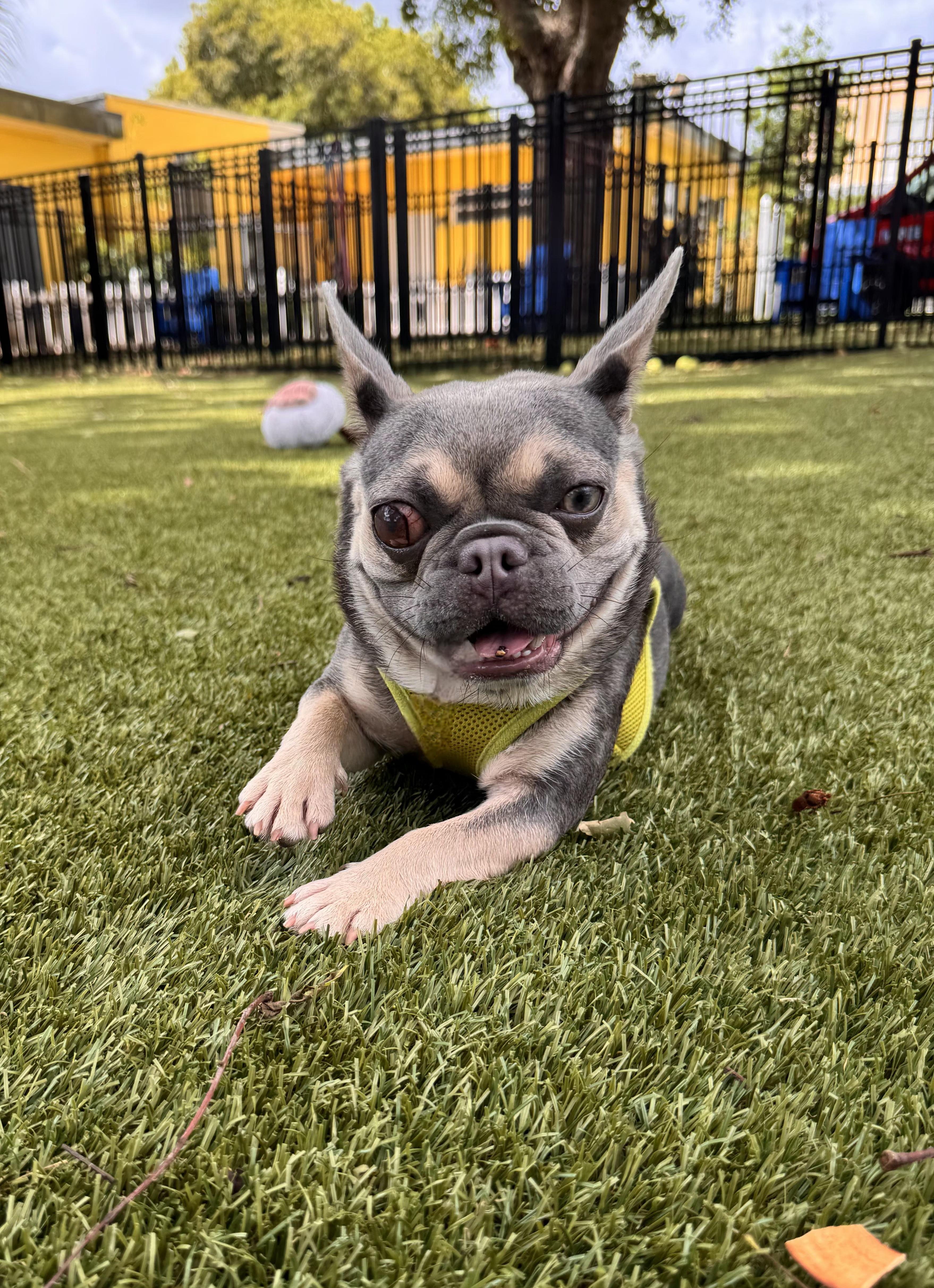 Enlarge Ella 7591, an adopted mixed breed in Boca Raton, FL image 1/1