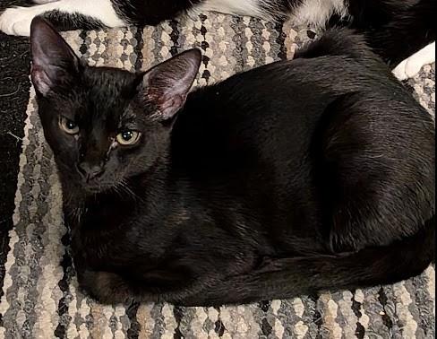 Enlarge ALLAN, a Adoptable Domestic Short Hair in Hagerstown, MD image 1/1