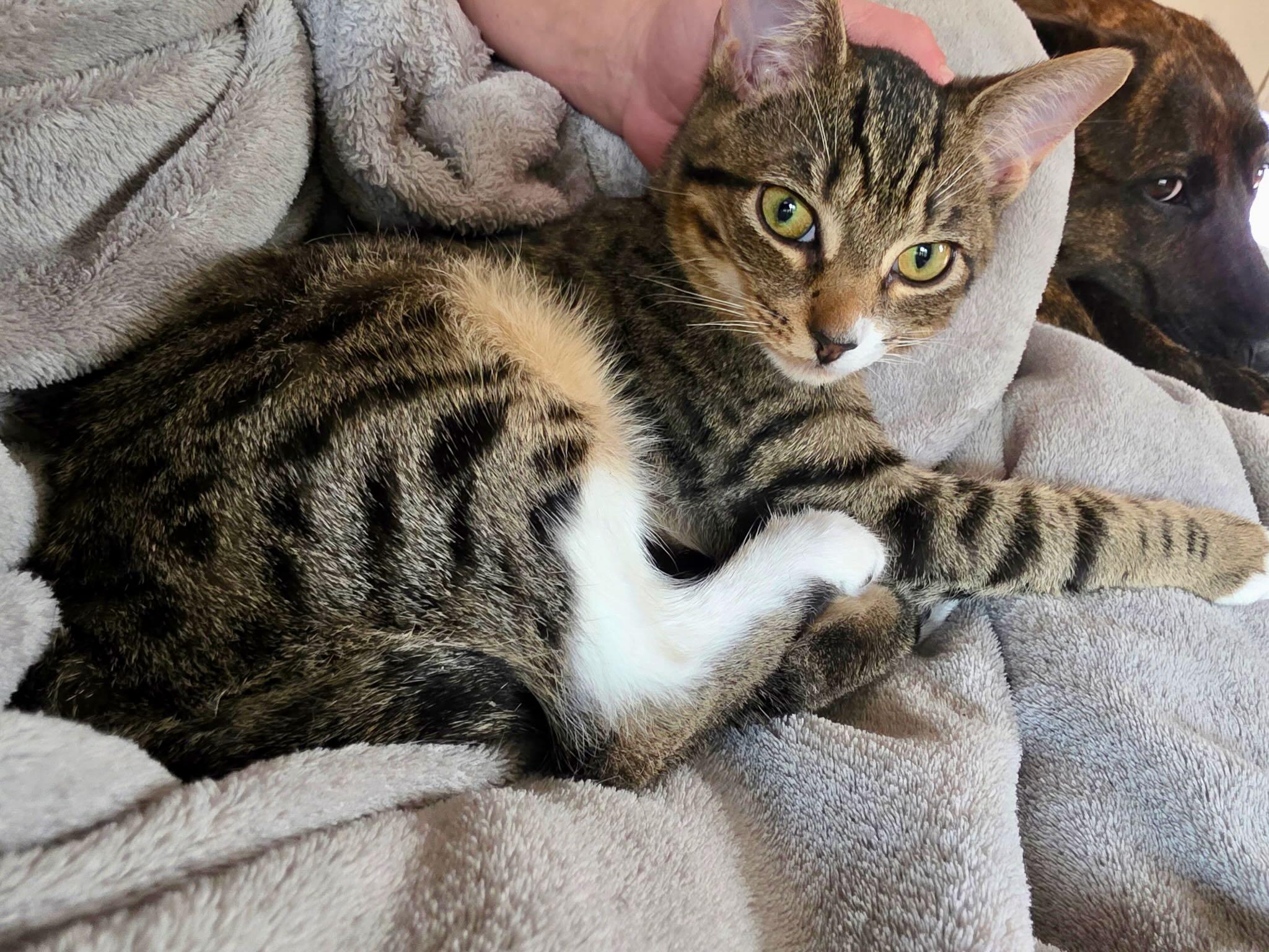 Daisy, a Adoptable Tabby in Hood River, OR image 5/6