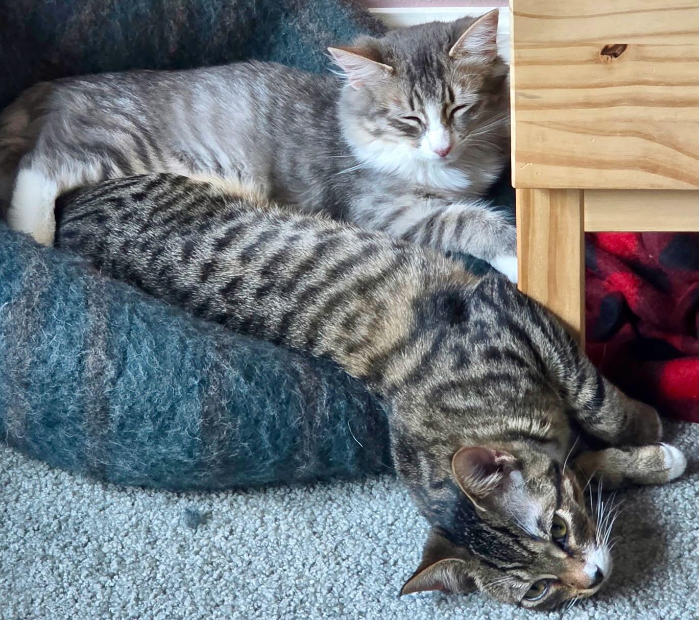 Daisy, a Adoptable Tabby in Hood River, OR image 6/6