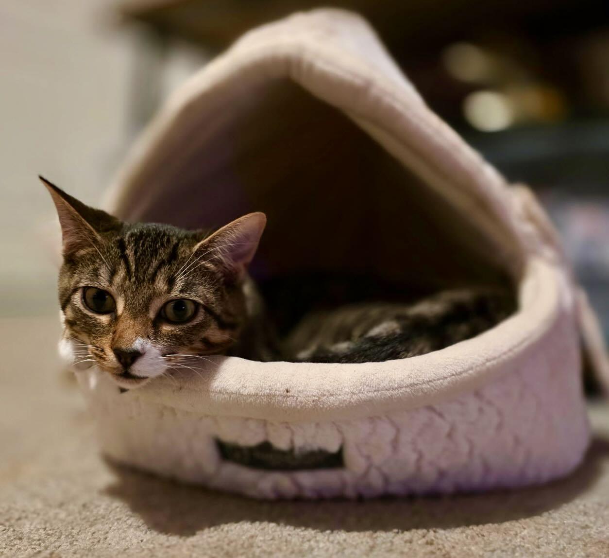 Daisy, a Adoptable Tabby in Hood River, OR image 3/6