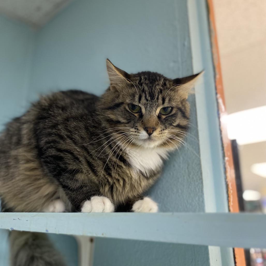 Stretch, Adoptable, Young Male Domestic Medium Hair.