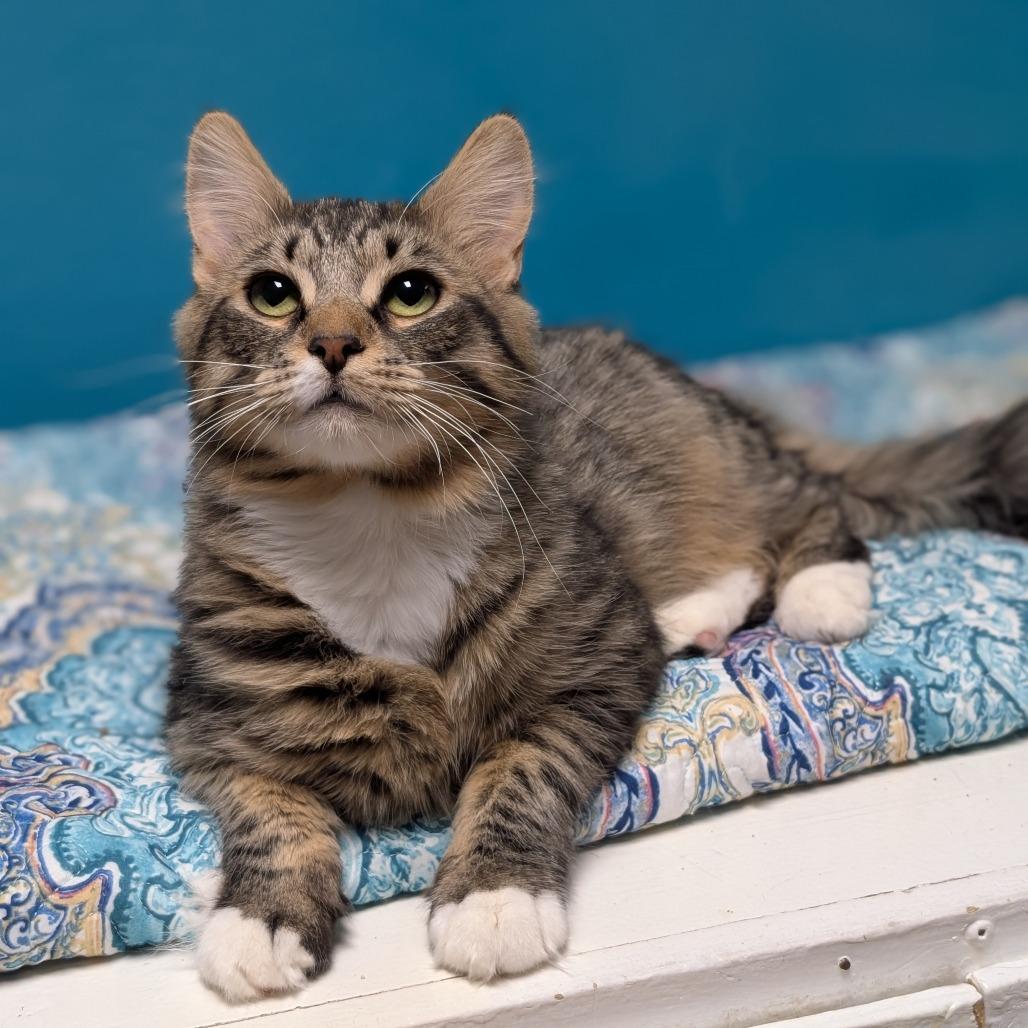 Enlarge Stretch, a Adoptable Domestic Medium Hair in Spokane, WA image 2/5