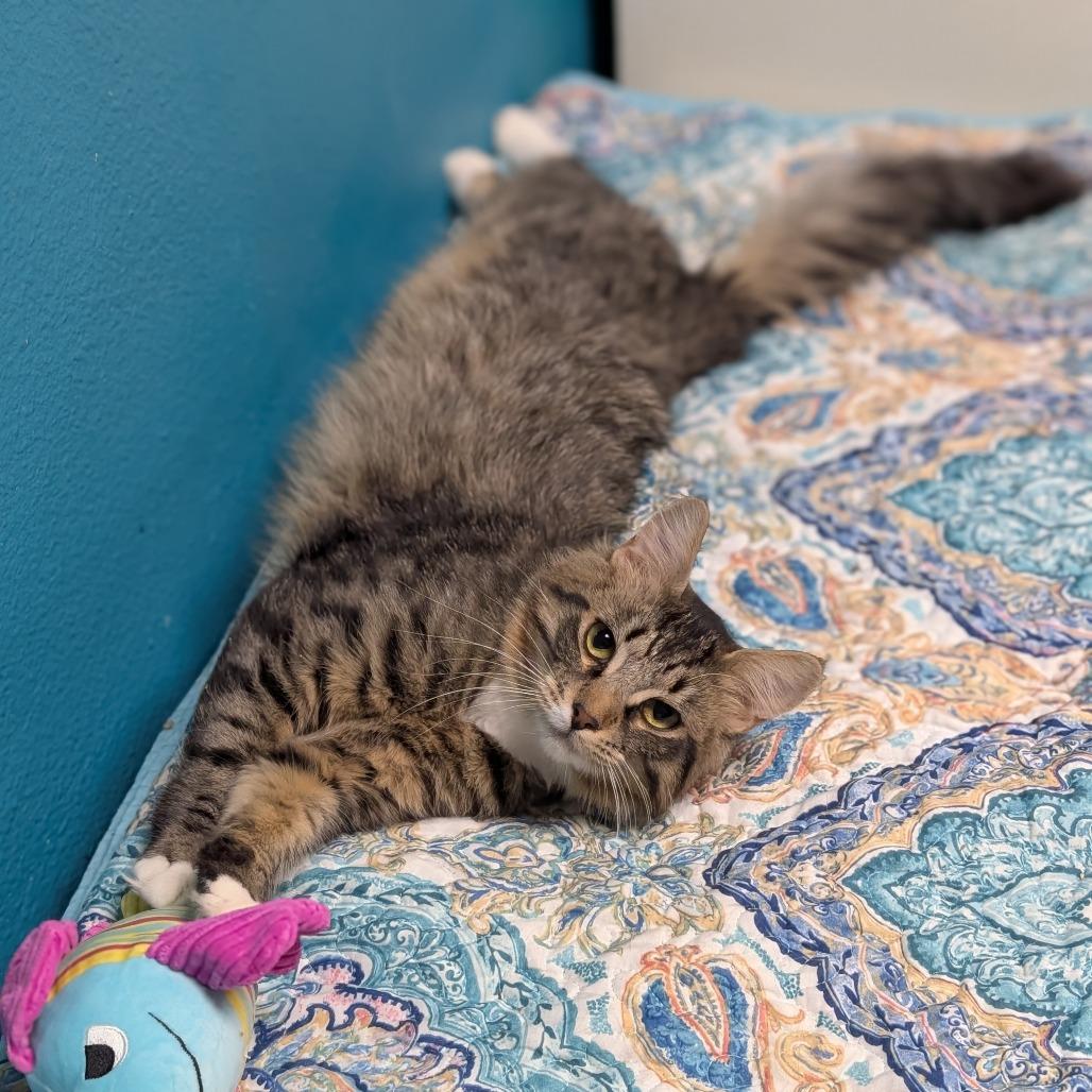 Enlarge Stretch, a Adoptable Domestic Medium Hair in Spokane, WA image 3/5