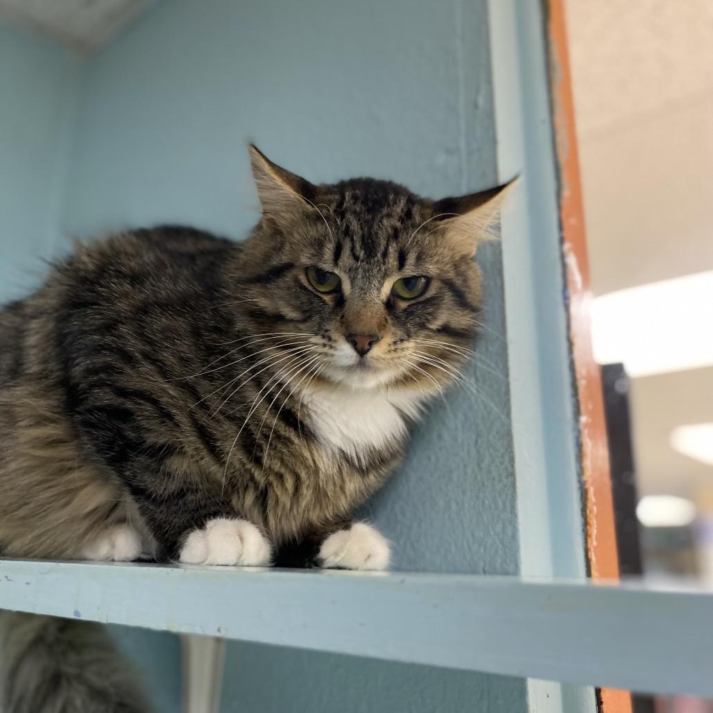 Enlarge Stretch, a Adoptable Domestic Medium Hair in Spokane, WA image 4/5