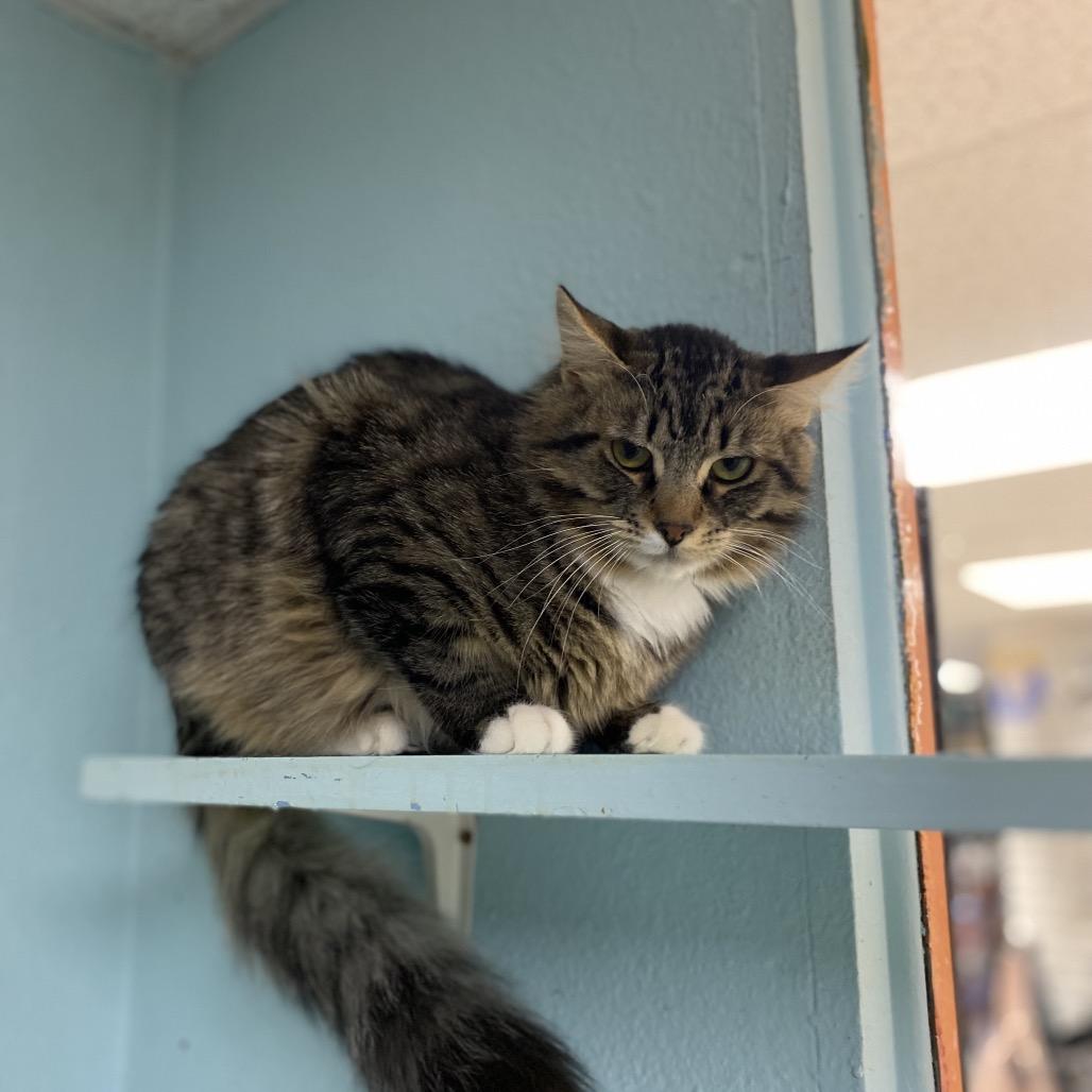 Enlarge Stretch, a Adoptable Domestic Medium Hair in Spokane, WA image 5/5