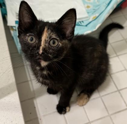 Mabel Tanaka, a Adoptable mixed breed in Pleasanton, CA image 1/3