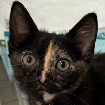 Mabel Tanaka, a Adoptable mixed breed in Pleasanton, CA image 2/3