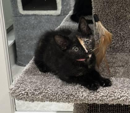 Mabel Tanaka, a Adoptable mixed breed in Pleasanton, CA image 3/3