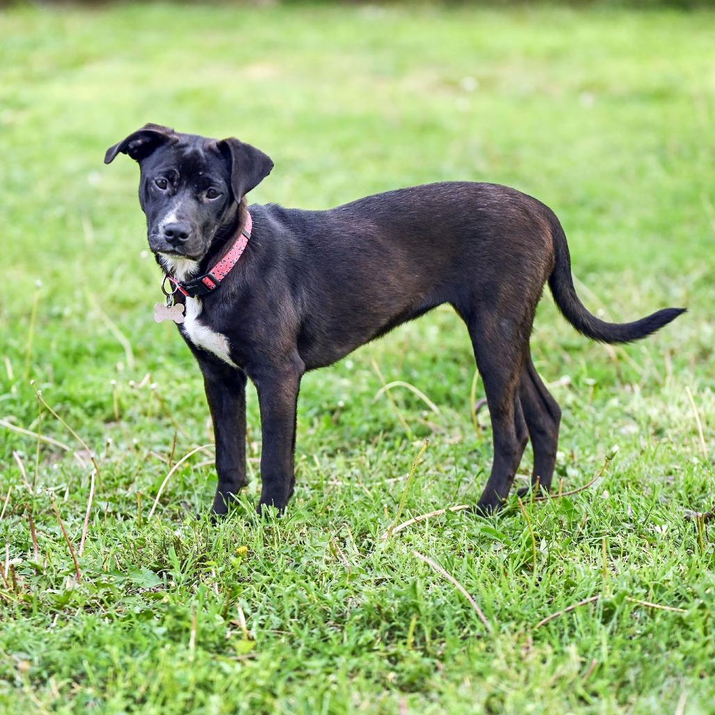 Enlarge Hazel, a Adoptable mixed breed in Wichita, KS image 4/6