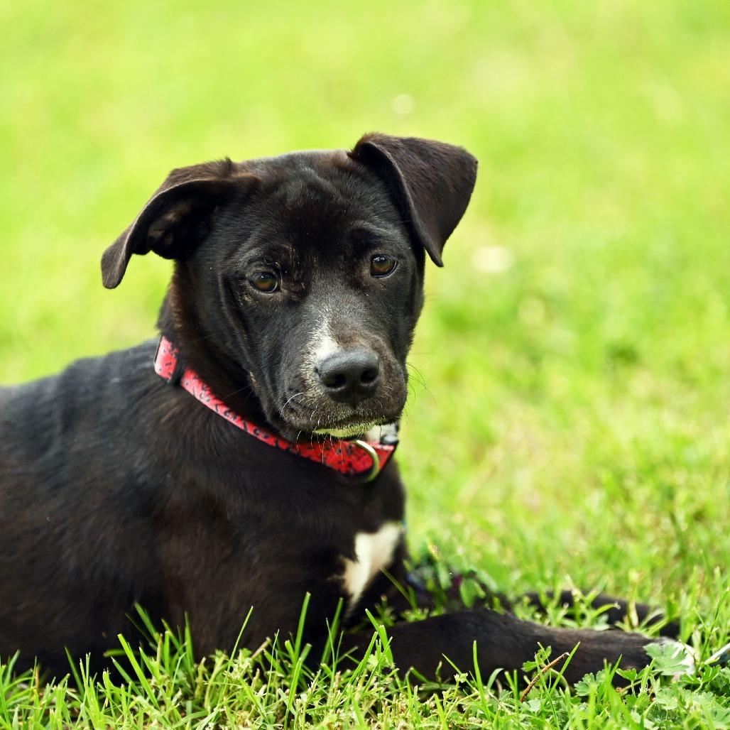 Enlarge Hazel, a Adoptable mixed breed in Wichita, KS image 5/6