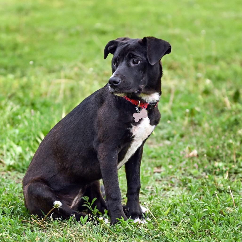 Hazel, a Adoptable mixed breed in Wichita, KS image 5/6