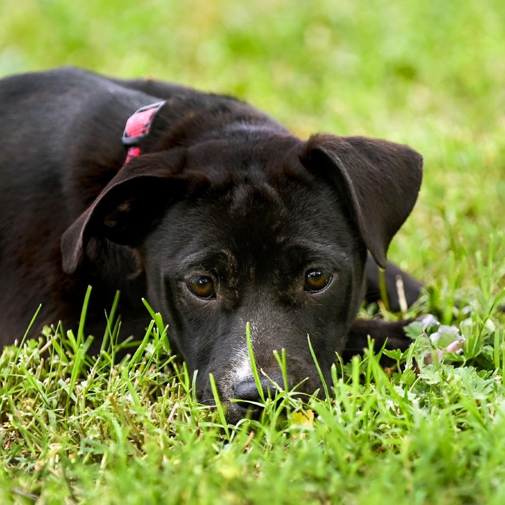 Enlarge Hazel, a Adoptable mixed breed in Wichita, KS image 6/6