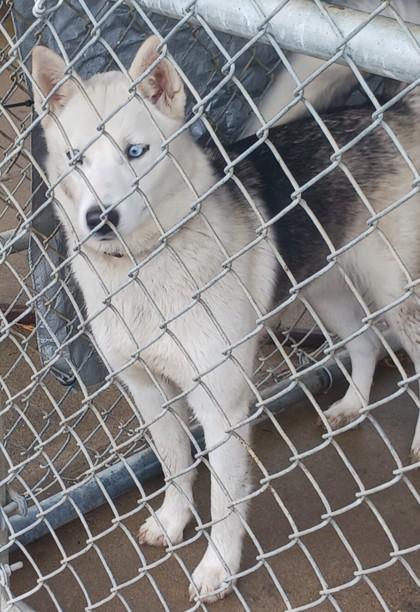 Enlarge Winter, a Adoptable Siberian Husky in West Memphis, AR image 1/1