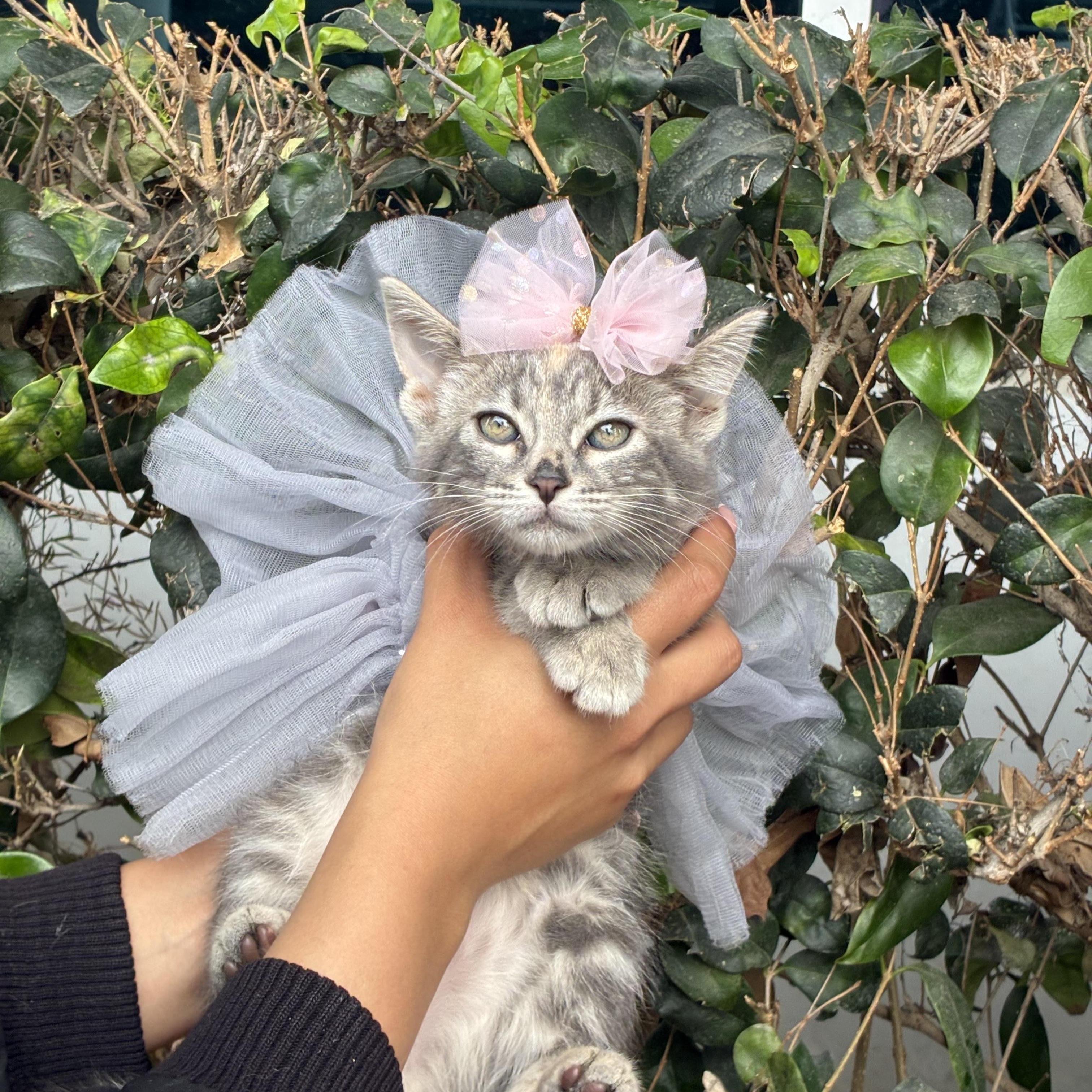 Damsel, an adopted Domestic Medium Hair in South El Monte, CA image 2/2