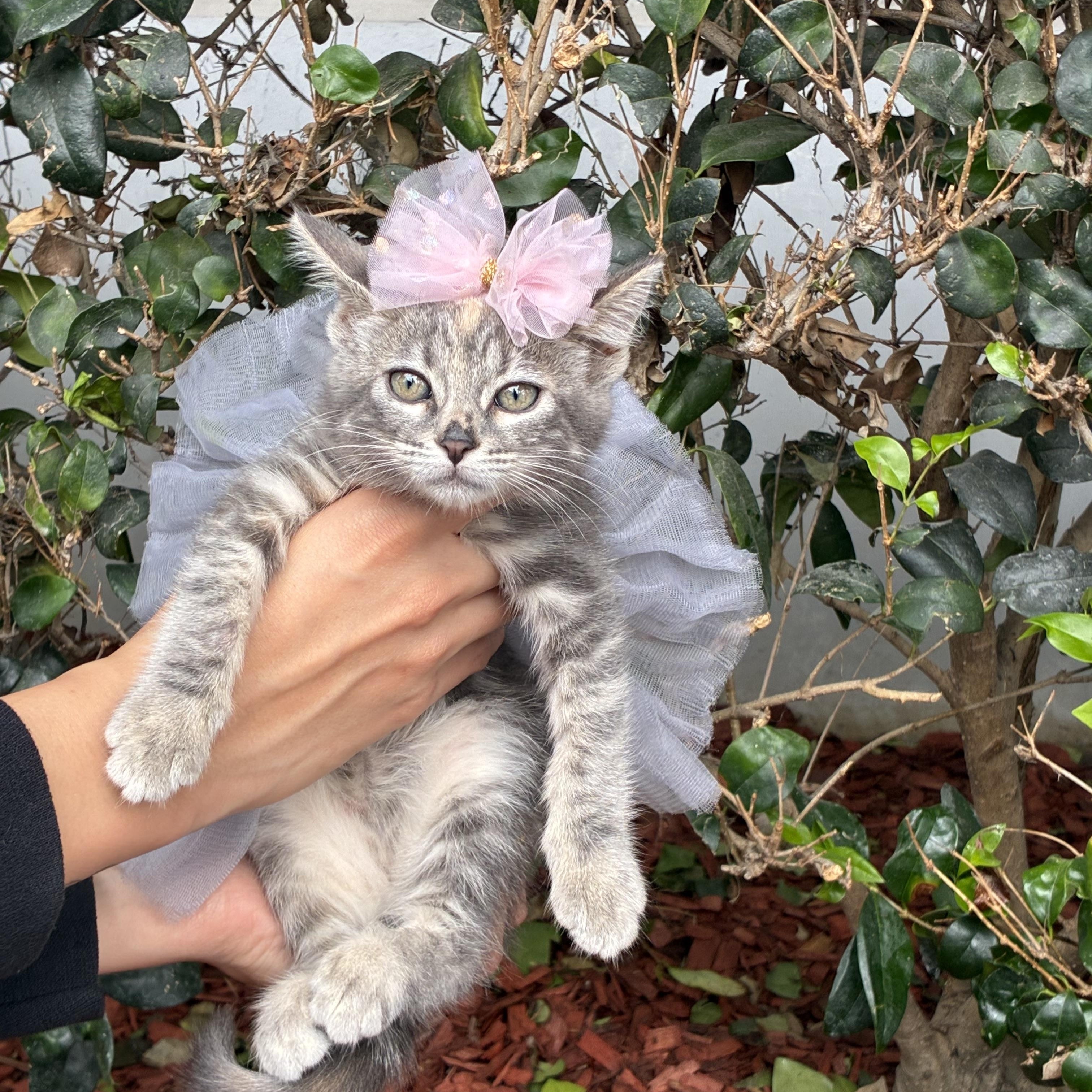 Damsel, adopted, Kitten Female Domestic Medium Hair.