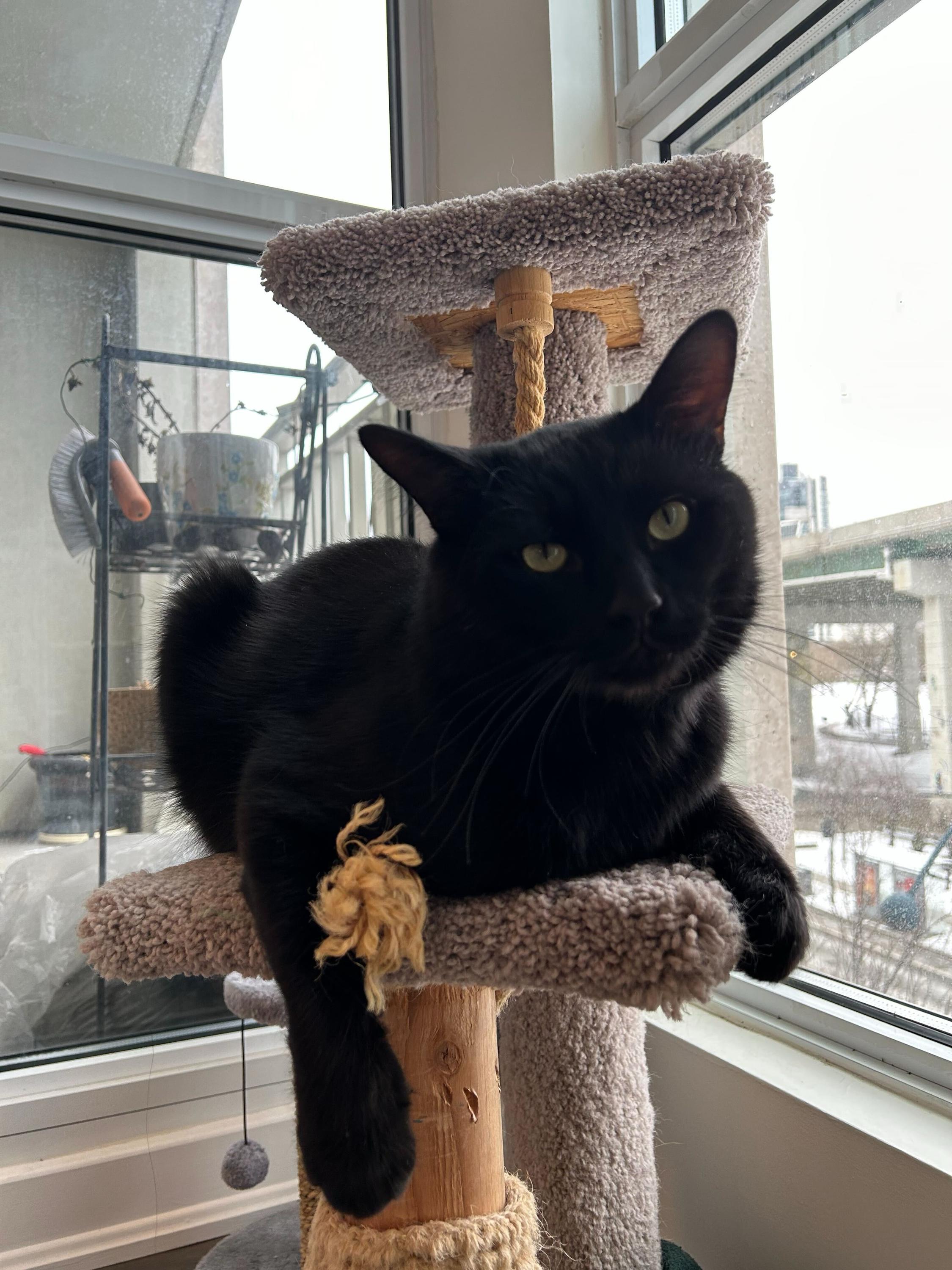 Azula, a Adoptable mixed breed in Toronto, ON image 2/5