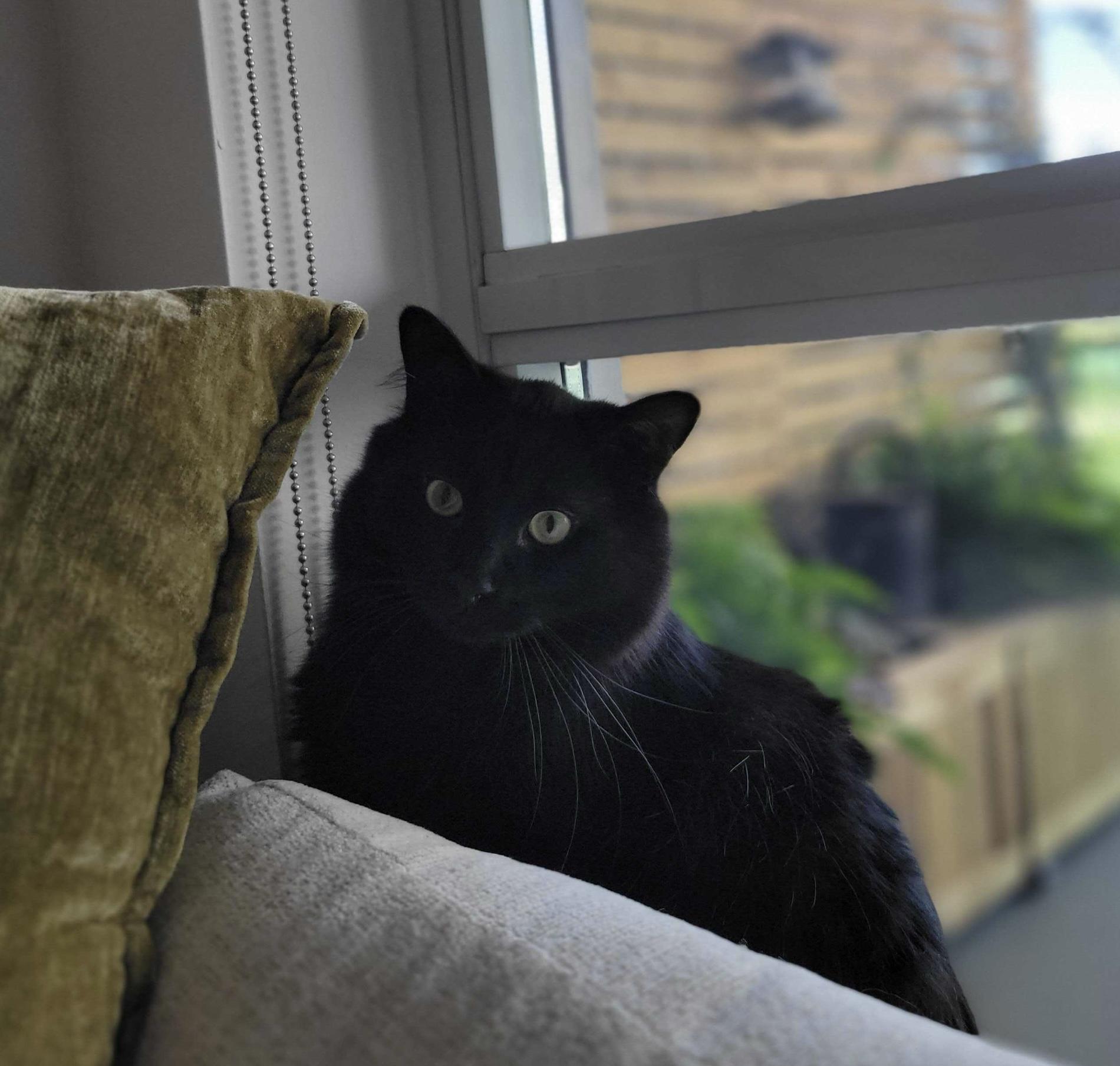 Azula, a Adoptable mixed breed in Toronto, ON image 5/5