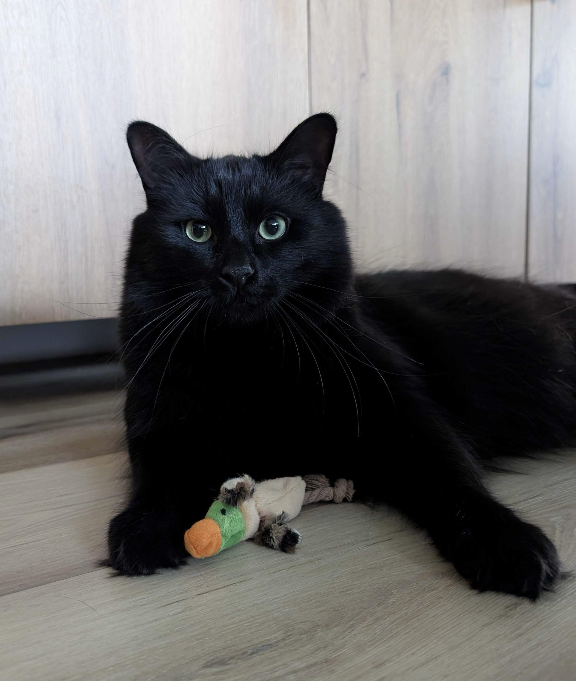 Azula, Adoptable, Adult Male Domestic Short Hair.