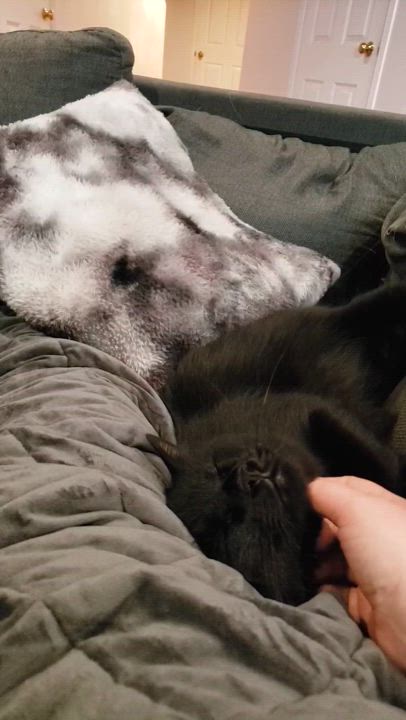 Enlarge Azula, a Adoptable mixed breed in Toronto, ON video 4/5