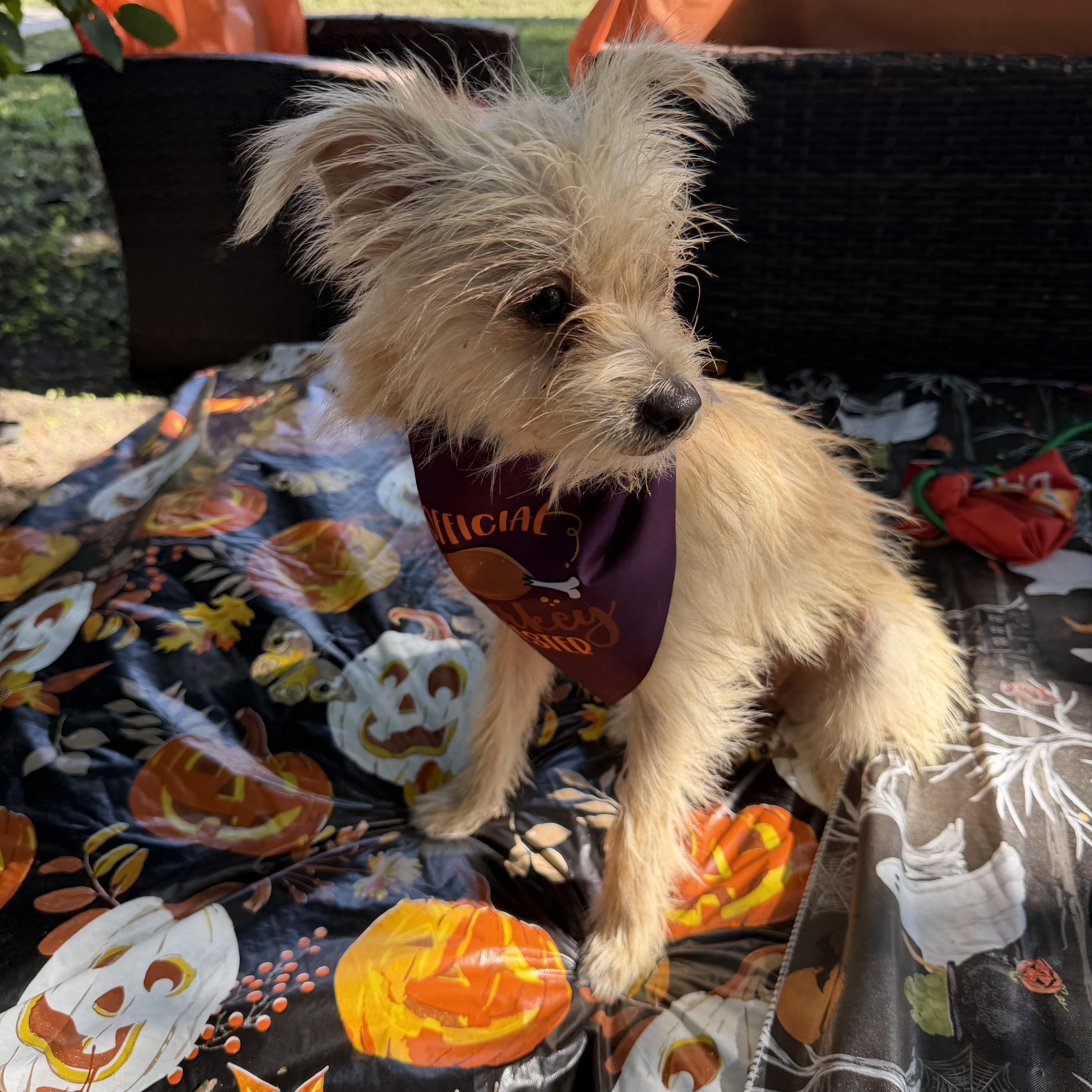 Quintin, Adoptable, Adult Male Norfolk Terrier.