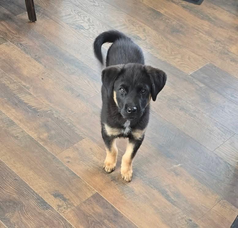 Hopper, ADOPTABLE, Puppy Male Australian Cattle Dog / Blue Heeler.