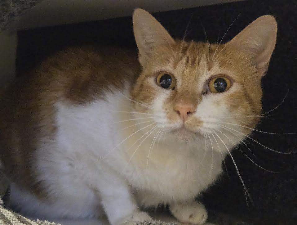 Enlarge Toasty, a Adoptable mixed breed in Bellingham, WA image 1/1