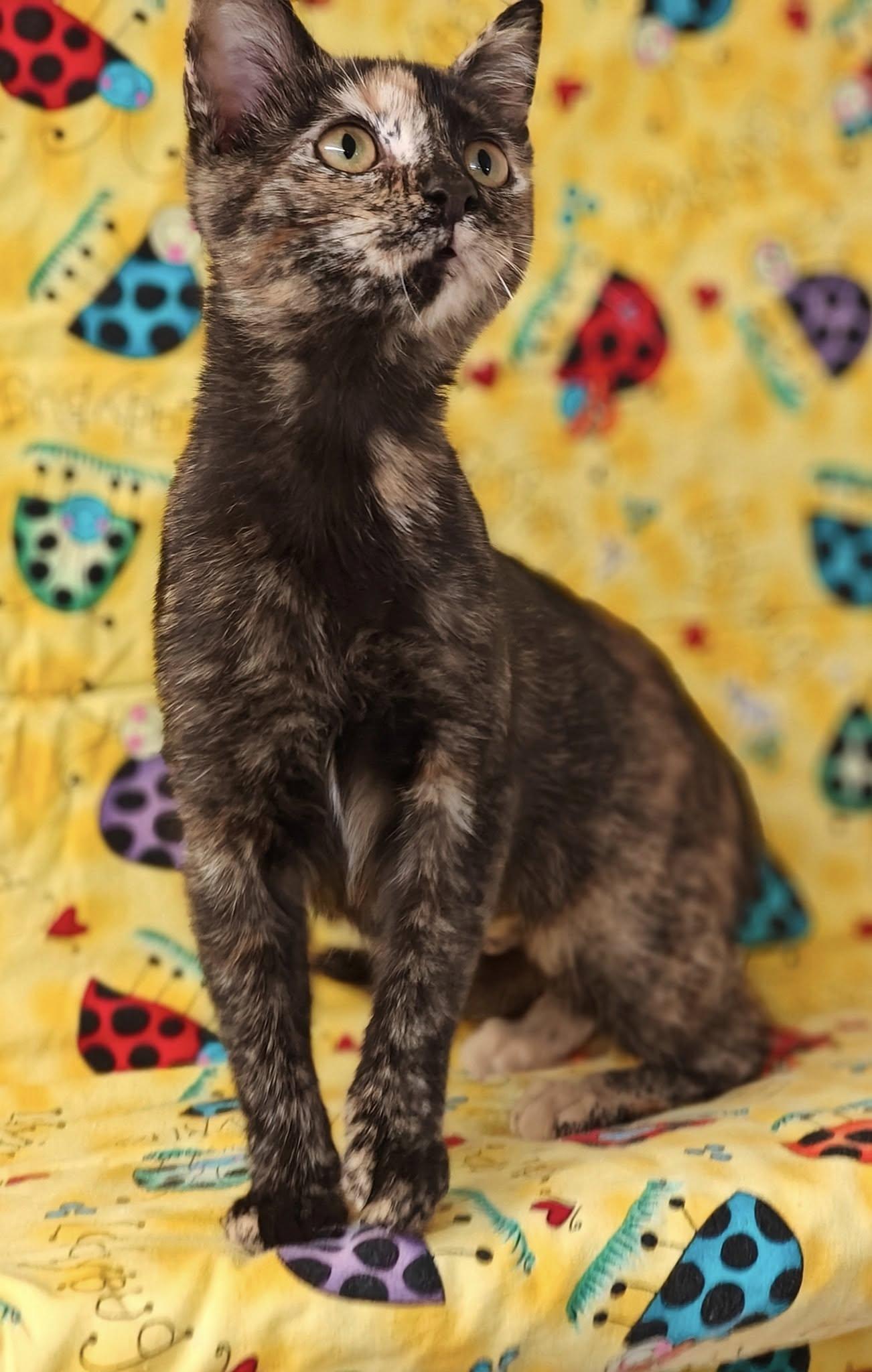 Paisley 25/579, Adopted, Kitten Female Domestic Short Hair.