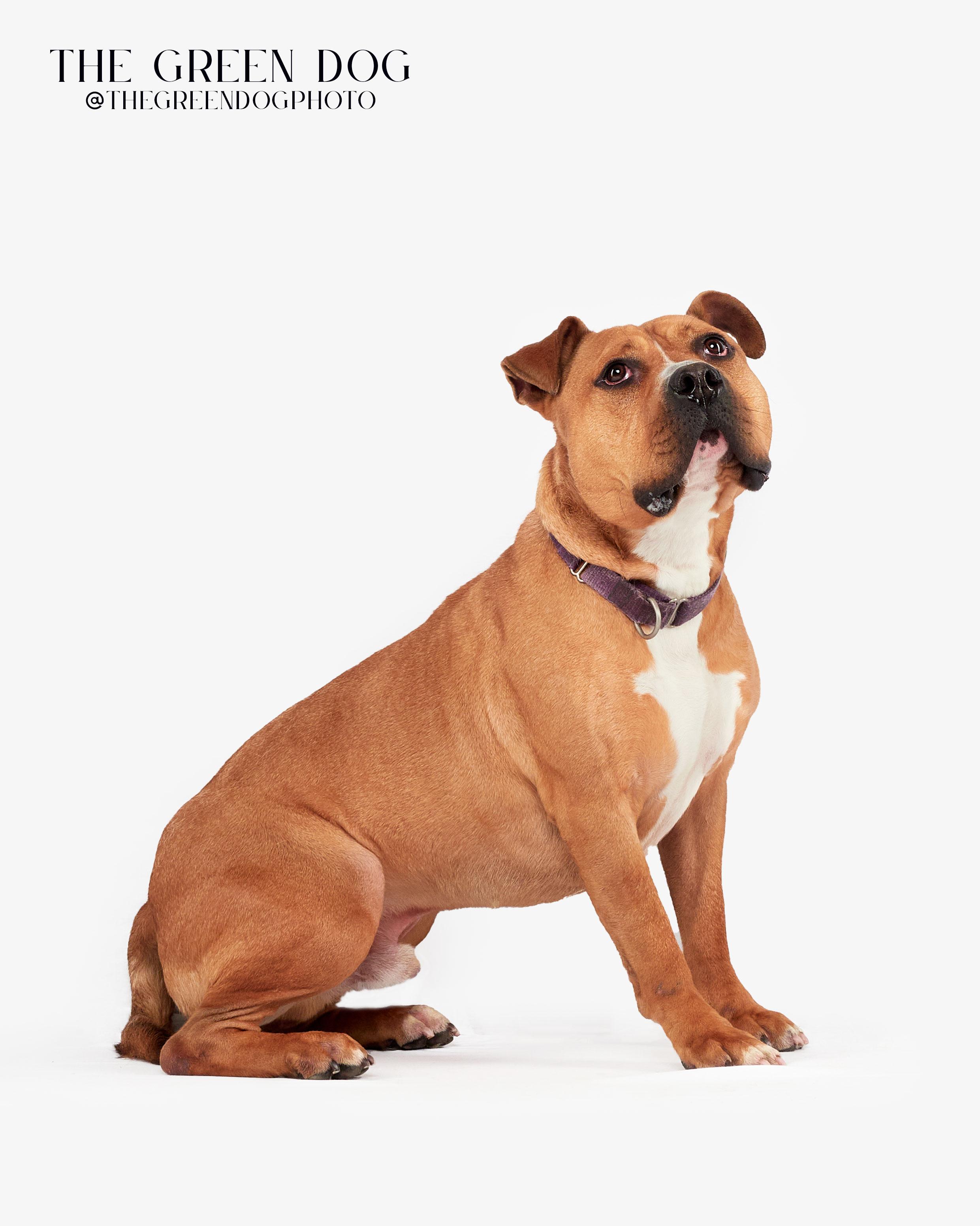 Enlarge Legend, a Adoptable mixed breed in Teterboro, NJ image 1/6