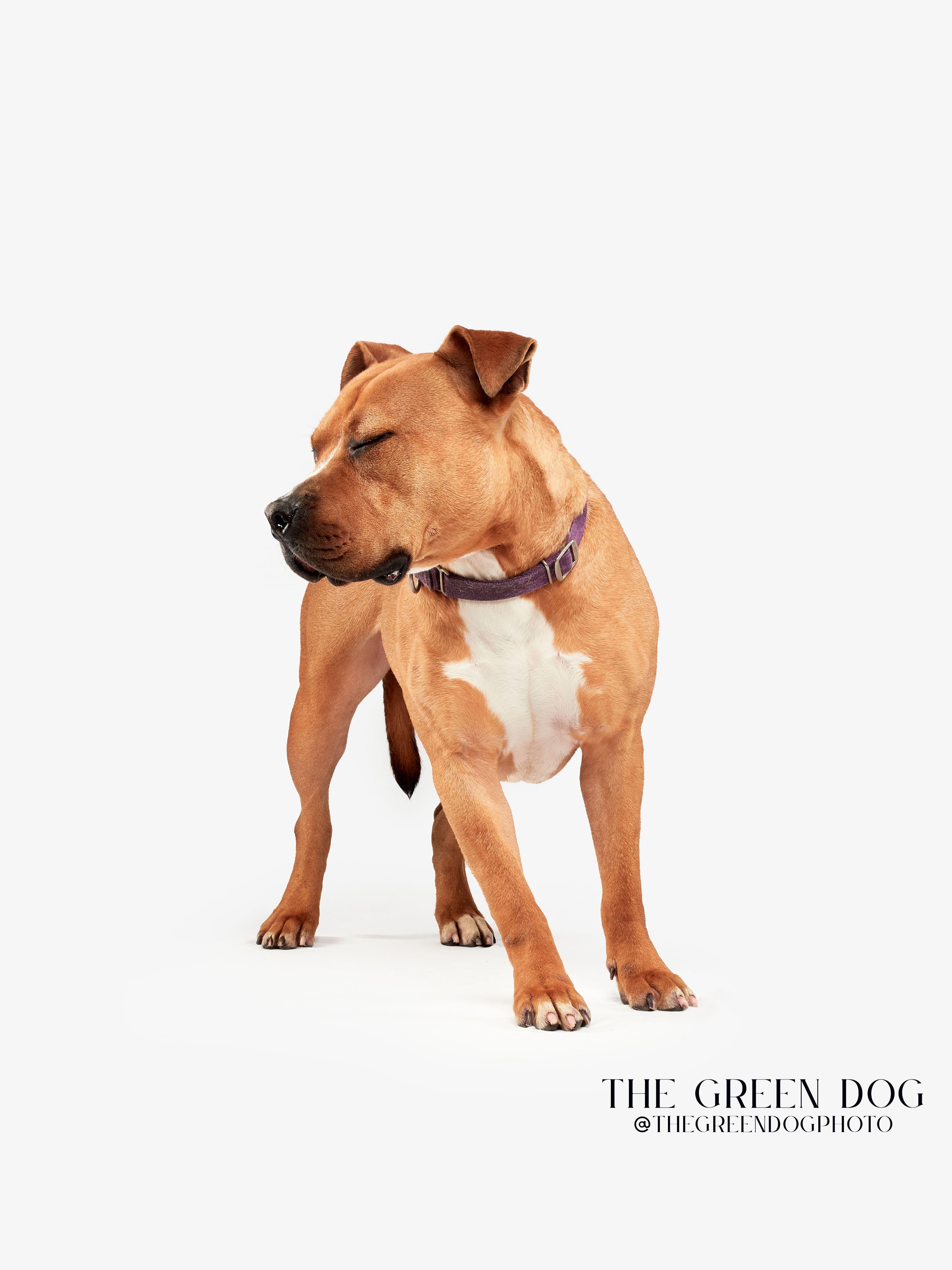 Enlarge Legend, a Adoptable mixed breed in Teterboro, NJ image 5/6