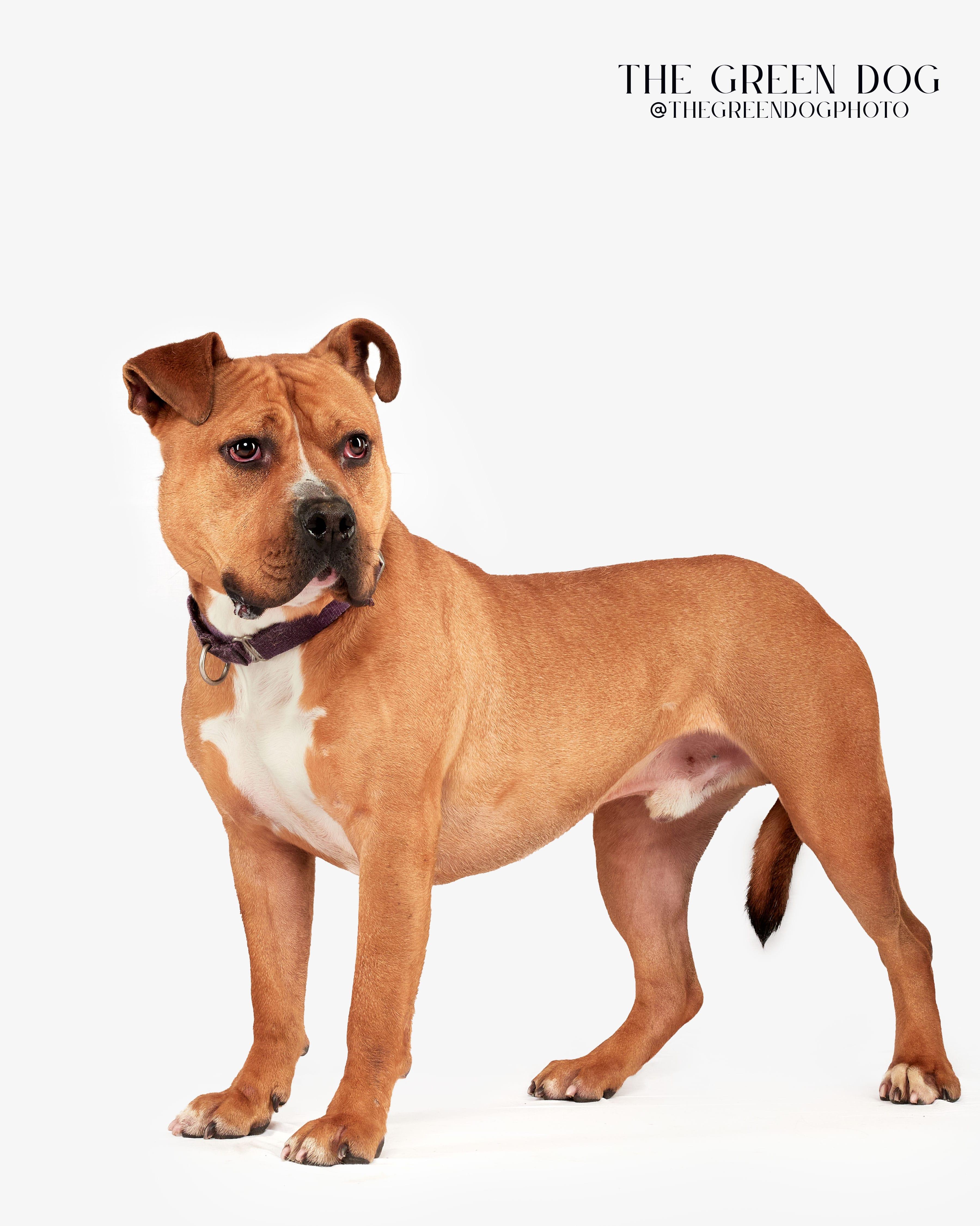 Enlarge Legend, a Adoptable mixed breed in Teterboro, NJ image 3/6