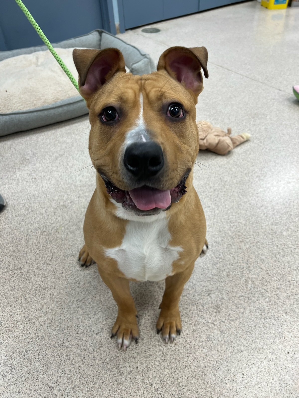 Enlarge Legend, a Adoptable mixed breed in Teterboro, NJ image 6/6