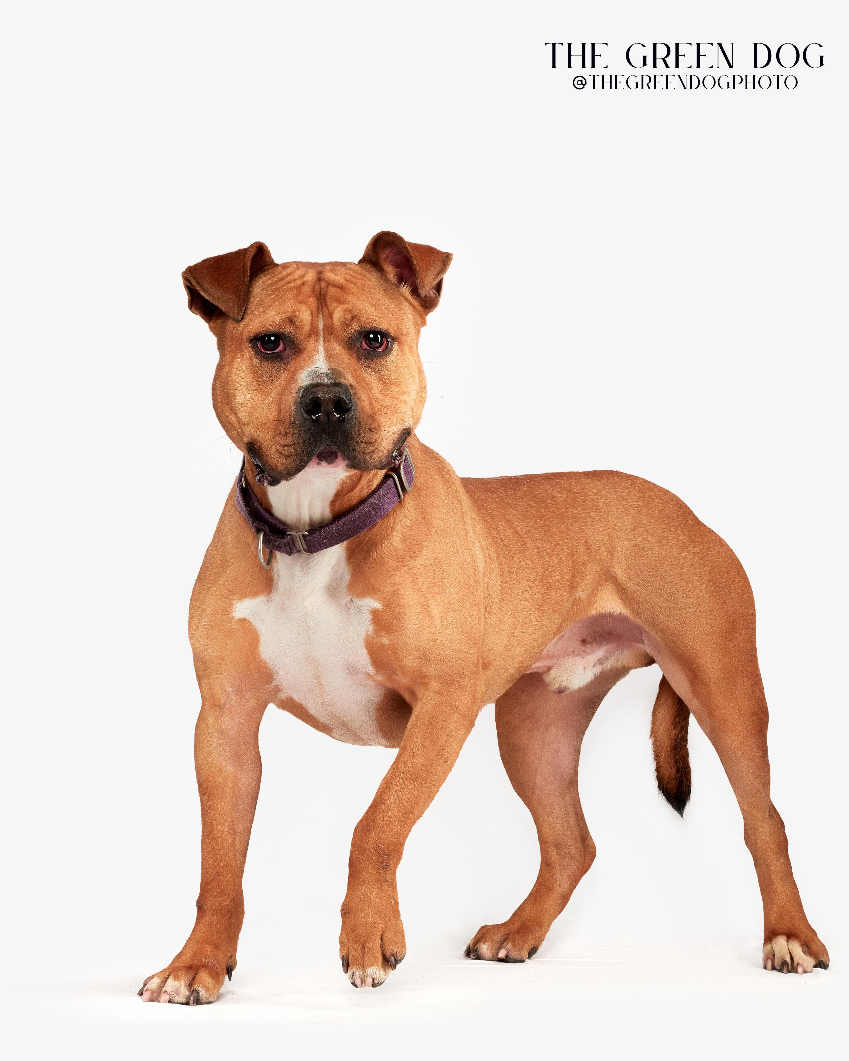 Enlarge Legend, a Adoptable mixed breed in Teterboro, NJ image 2/6