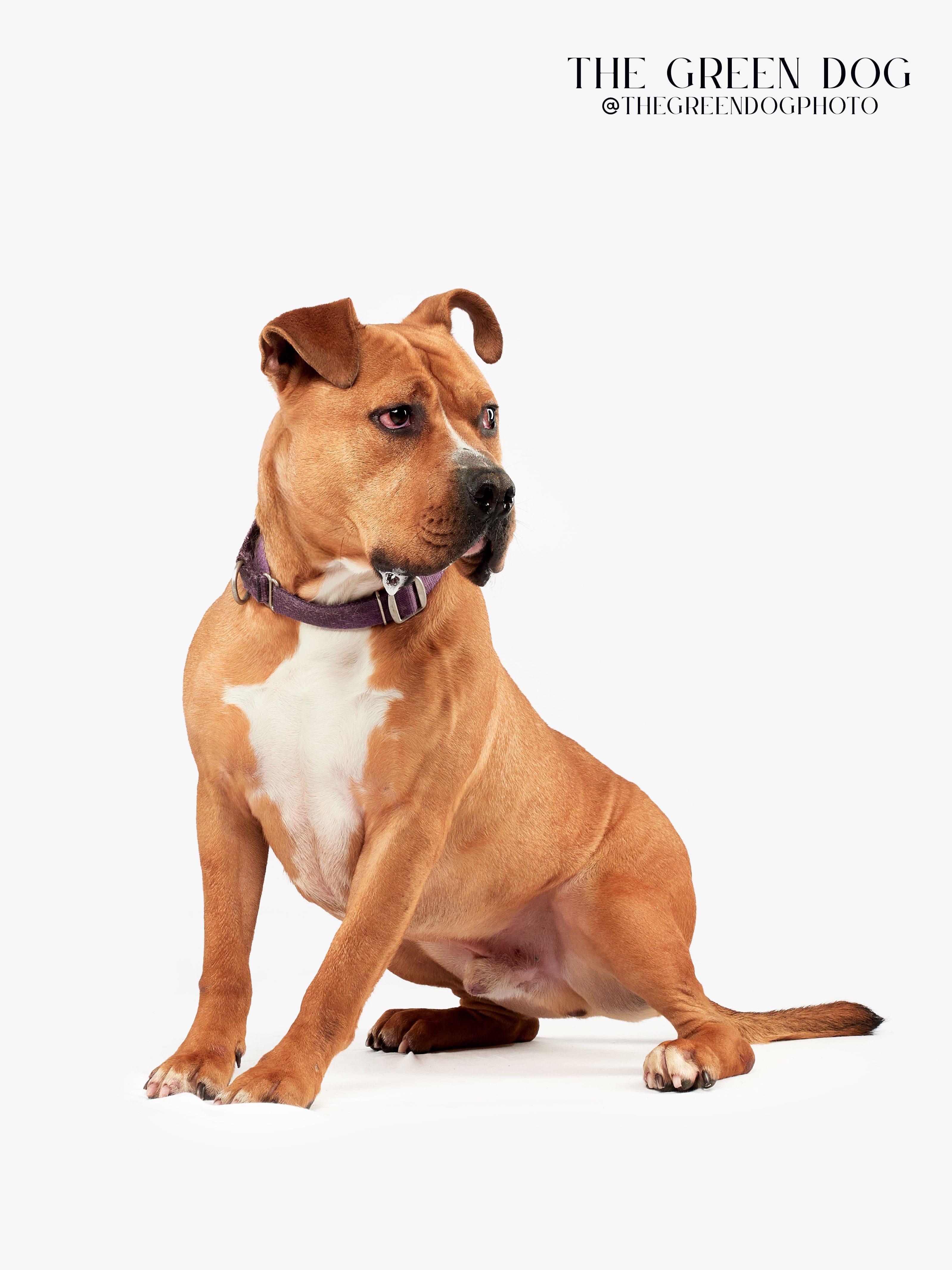 Enlarge Legend, a Adoptable mixed breed in Teterboro, NJ image 4/6