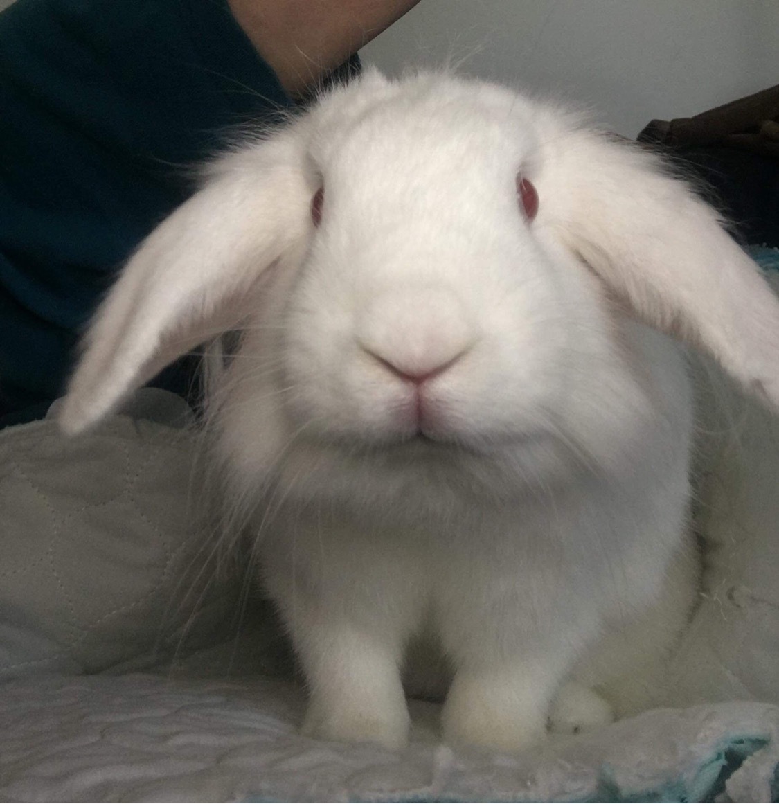 Mack, Adoptable, Young Male Mini Lop & Lionhead.
