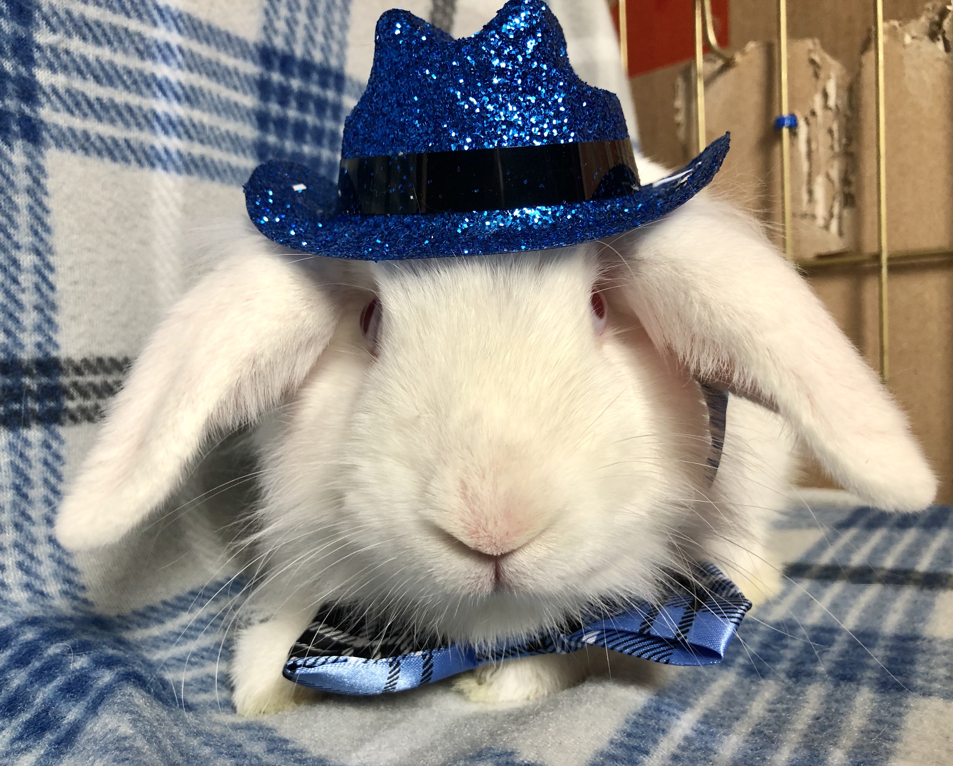 Rabbit for adoption - Mack, a Mini Lop & Lionhead Mix in