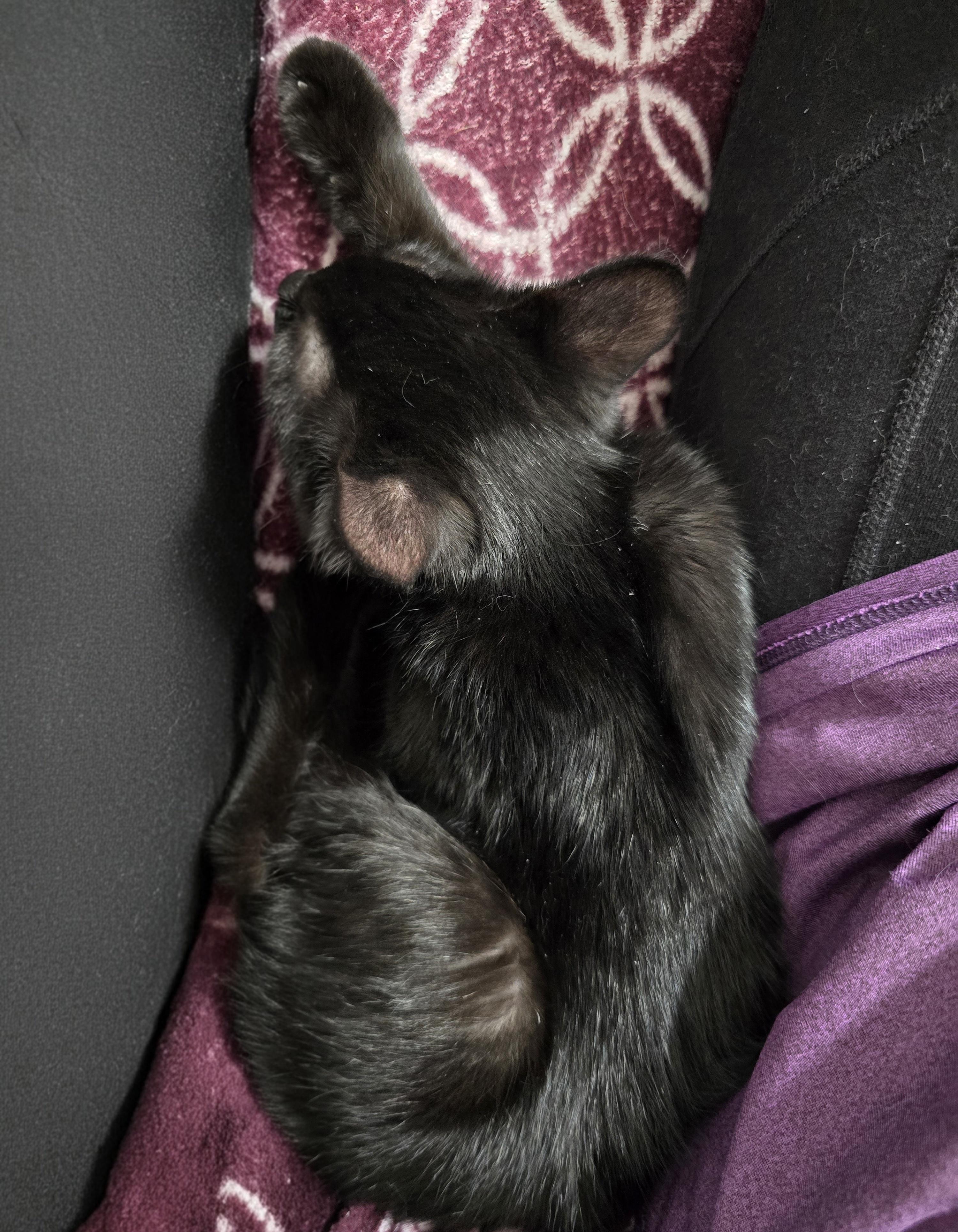 Tanana ($20 fee), a Adoptable Domestic Short Hair image 2/3