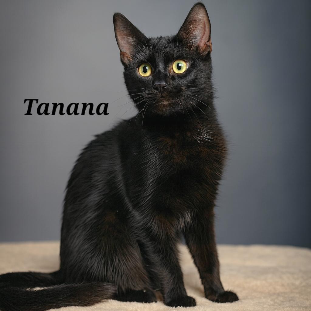 Tanana ($20 fee), a Adoptable Domestic Short Hair image 1/3