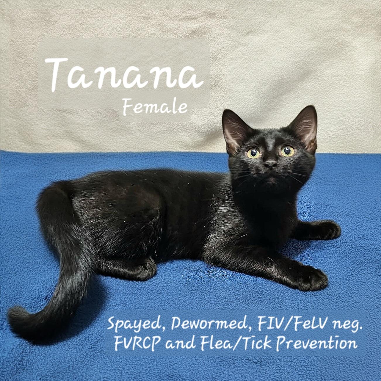 Tanana ($20 fee), a Adoptable Domestic Short Hair image 3/3