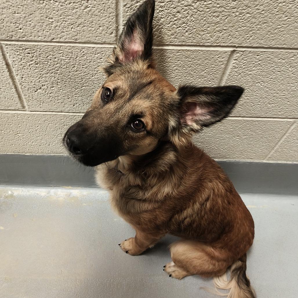 Enlarge Apollo, a Adoptable Mixed Breed in Beckley, WV image 1/2