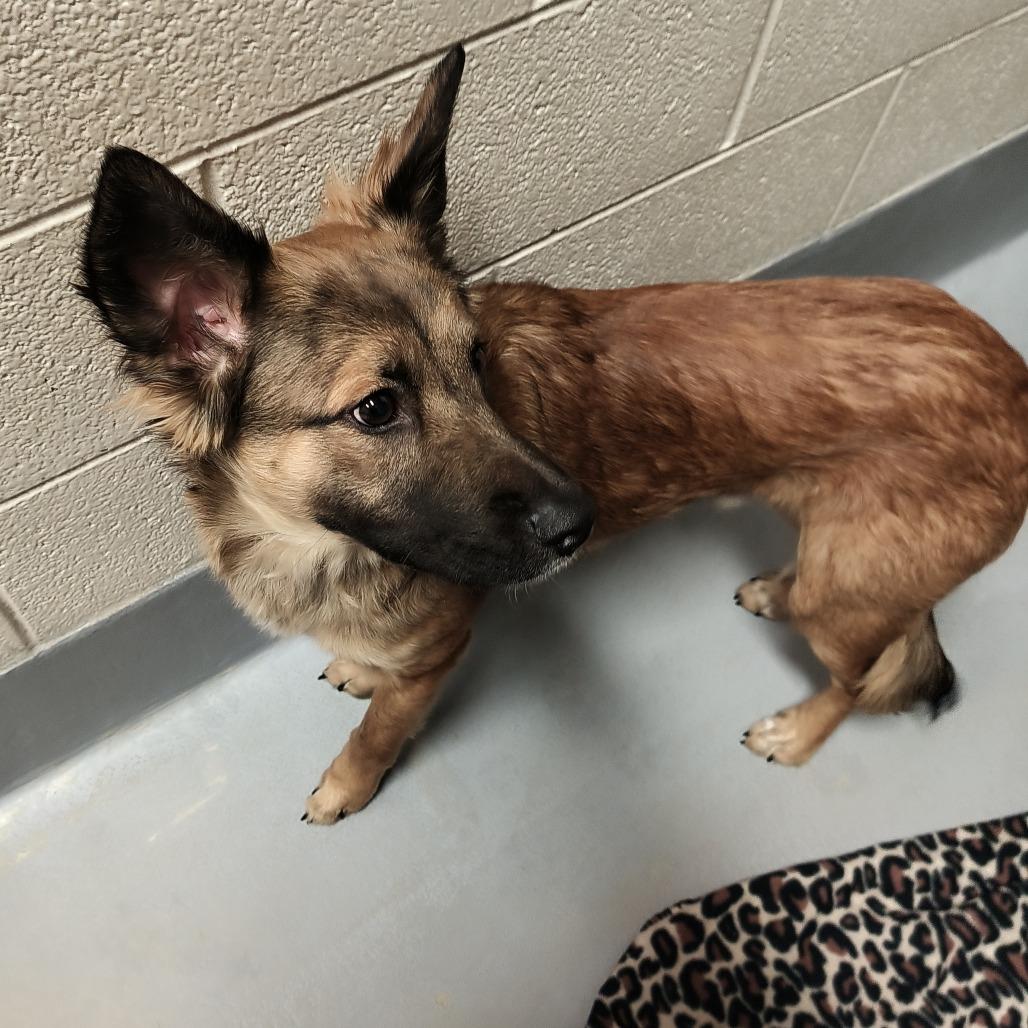Enlarge Apollo, a Adoptable Mixed Breed in Beckley, WV image 2/2