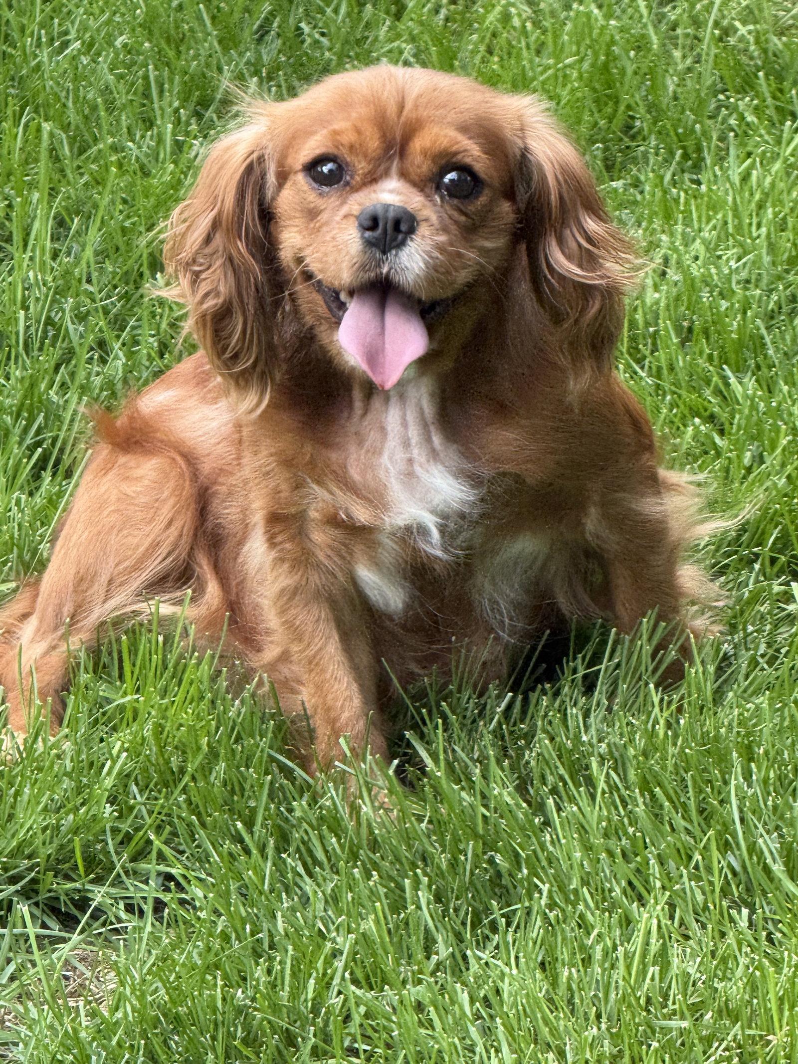 Maria, Adoptable, Adult Female Cavalier King Charles Spaniel.