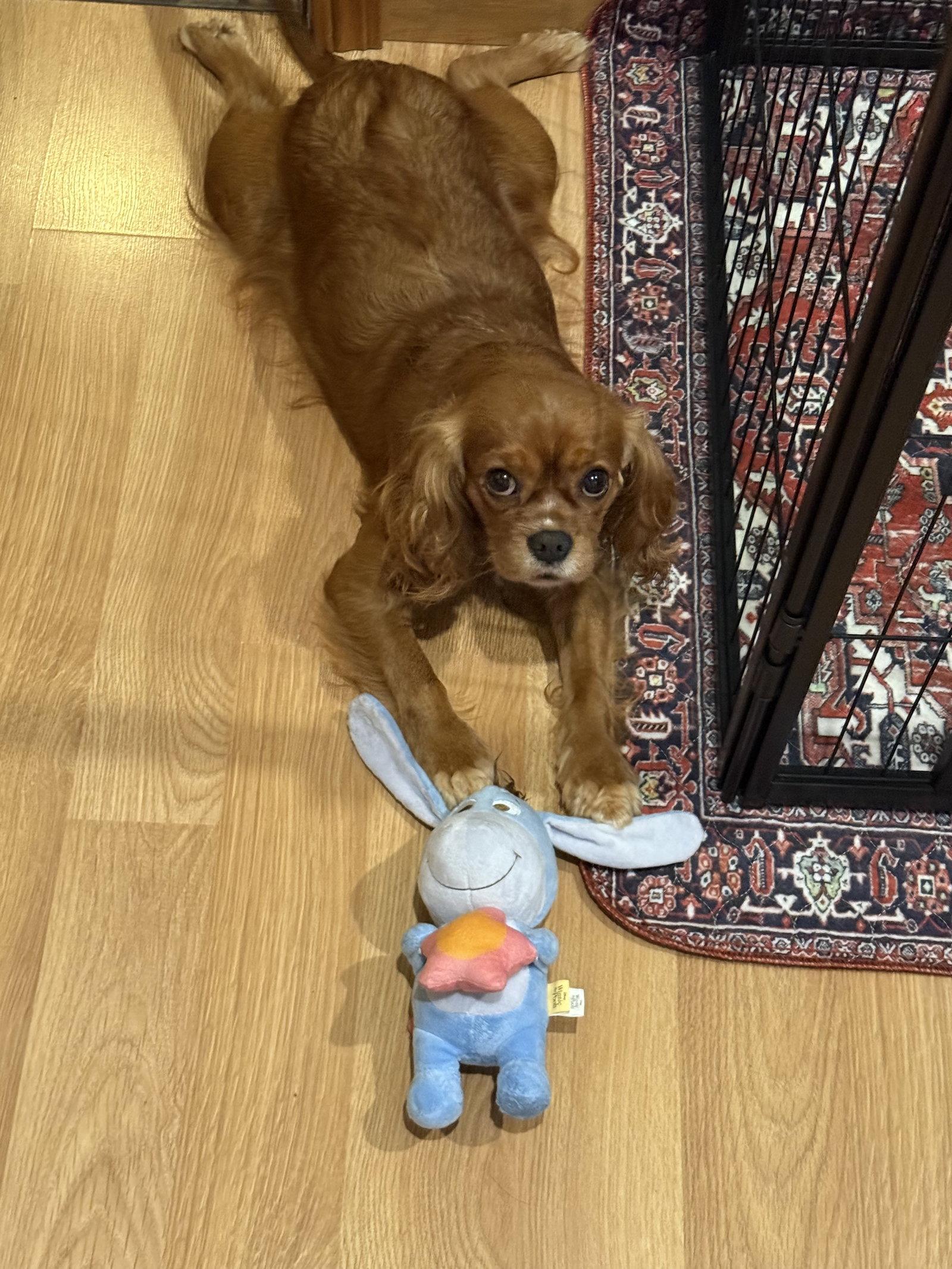 Enlarge Maria, a Adoptable Cavalier King Charles Spaniel in Brandon, SD image 2/3