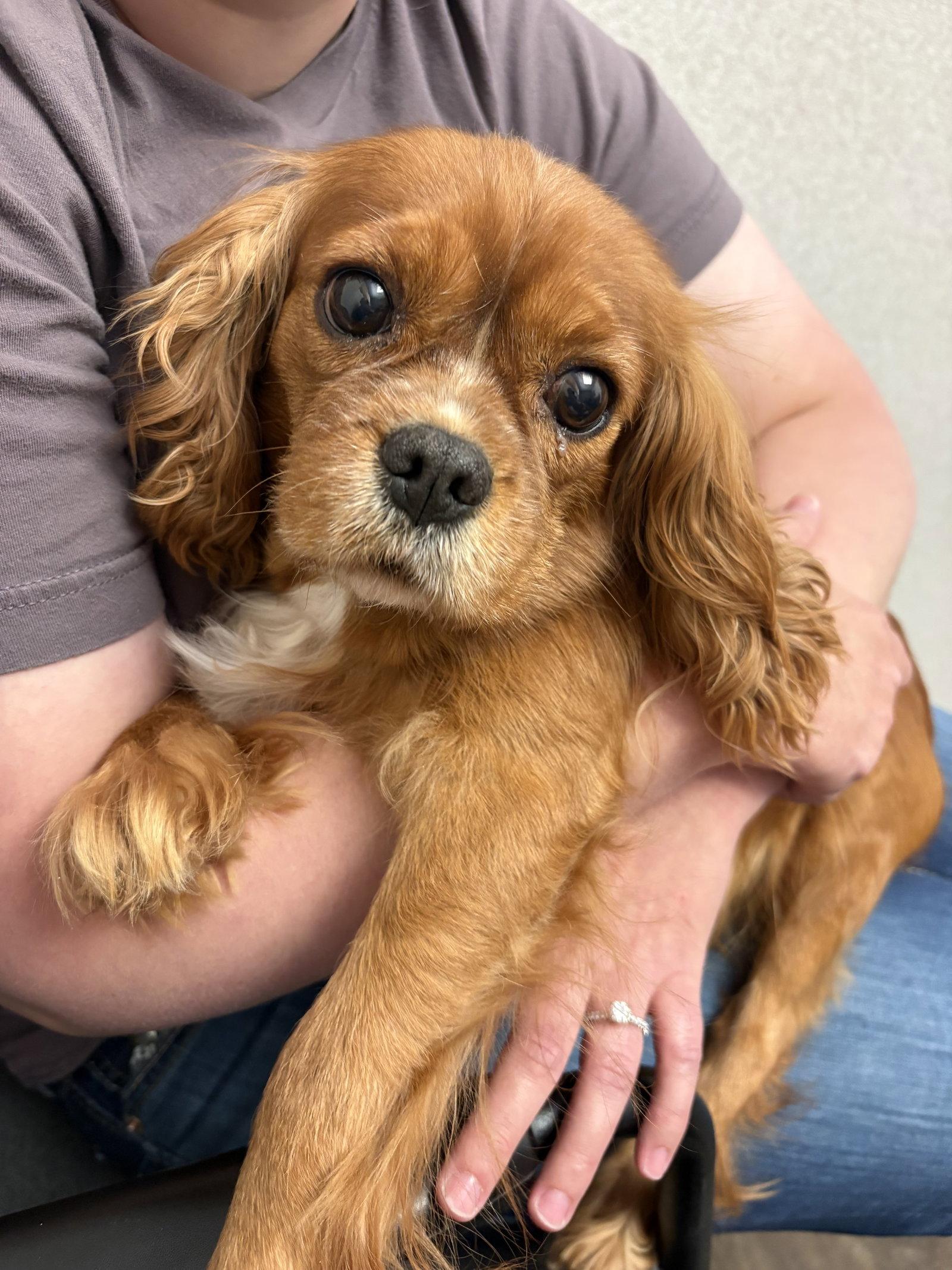 Enlarge Maria, a Adoptable Cavalier King Charles Spaniel in Brandon, SD image 3/3