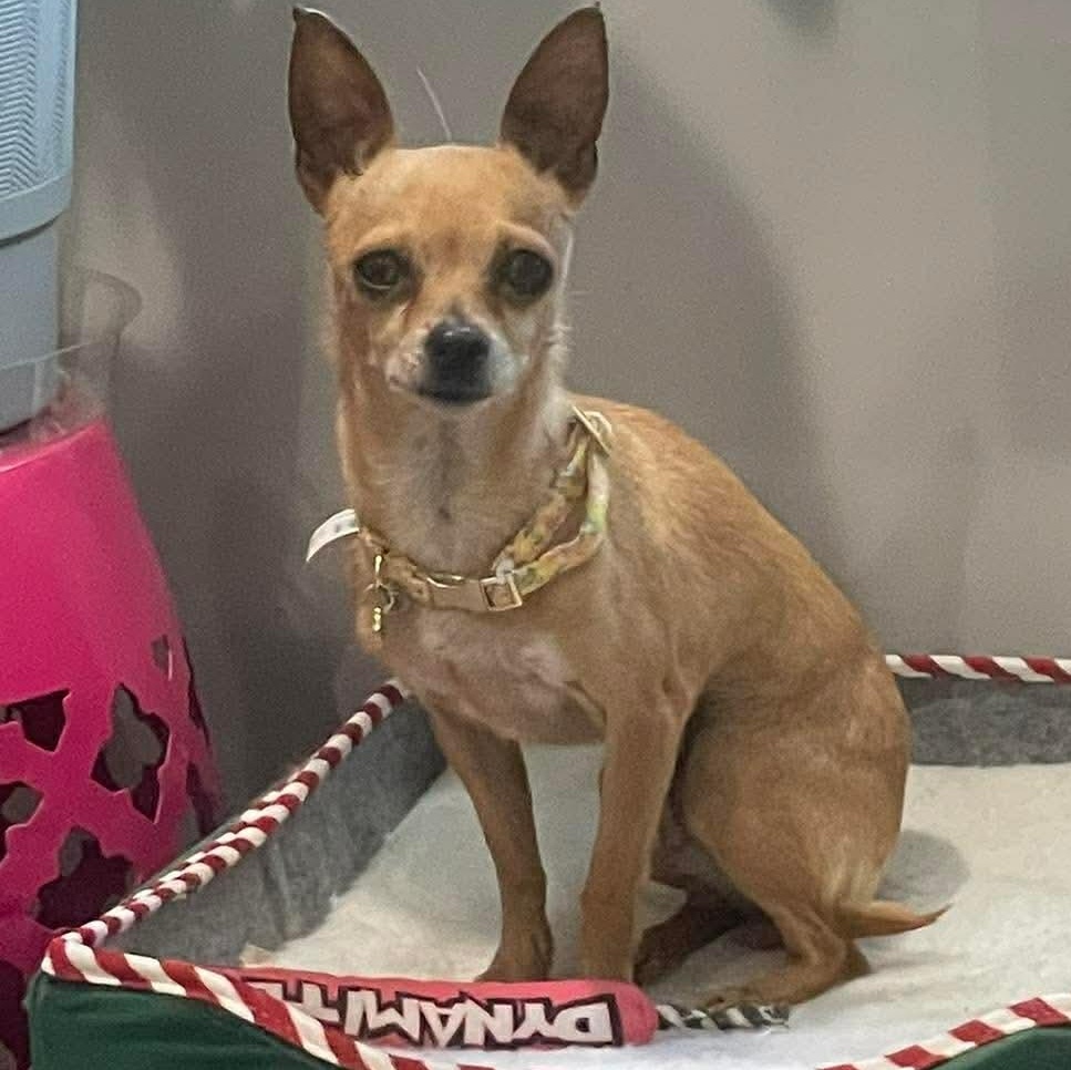 Enlarge Winnie, a Adoptable Chihuahua in Ozone Park, NY image 1/2