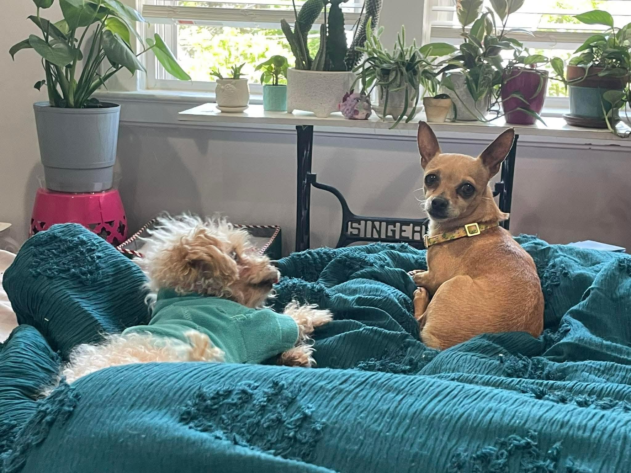 Enlarge Winnie, a Adoptable Chihuahua in Ozone Park, NY image 2/2